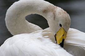 Wilde Zwaan von Ronald Wilfred Jansen