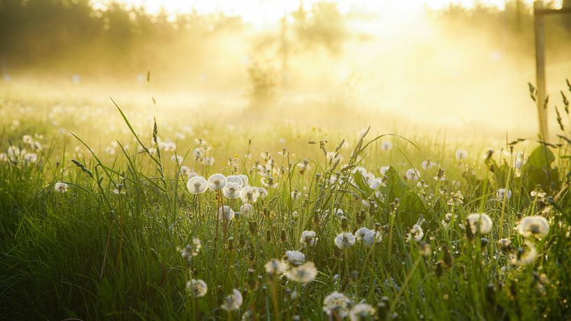 Paardenbloemen en ochtenddauw  von Dirk van Egmond