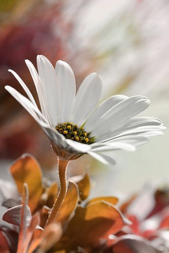 Marguerite de Bornholm
