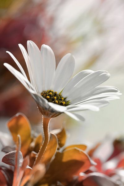 Bornholm daisy by Violetta Honkisz