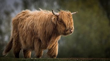 schotse hooglander in het gouden uur van Wilco Bos