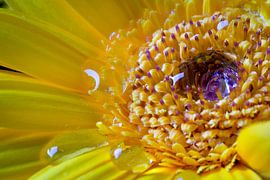 Gele Gerbera by Arjen Schippers