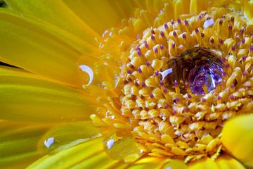 Gele Gerbera von Arjen Schippers