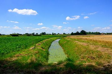 Paysage agricole d'été dans le nord du Limbourg