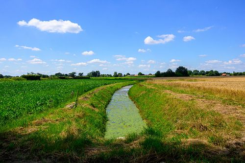 Zomers Landbouwlandschap in Noord-Limburg