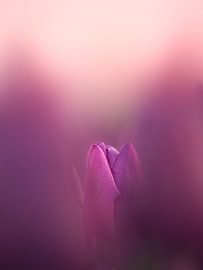 Tulpe in Lila und Weiß von Maneschijn FOTO