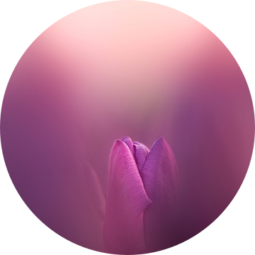Tulp in Paars en Wit van Maneschijn FOTO