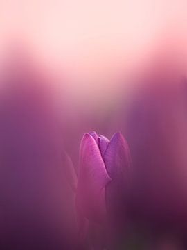 Tulipe en violet et blanc sur Maneschijn FOTO