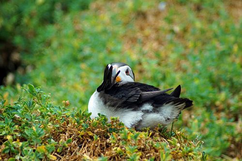 Papegaaiduikers op het eiland Skellig Michael in Ierland