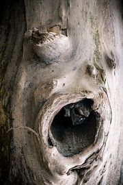 Monster face by Dieter Walther