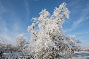 Winterlandschaft - herrliches Winterwetter