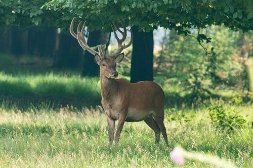 Red deer in the Veluwe