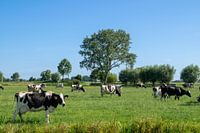 Nederlands landschap met een kudde grazende koeien