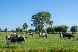 Dutch landscape with a herd of grazing cows by Robin Verhoef