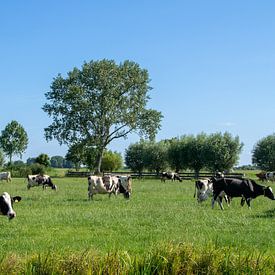 Paysage néerlandais avec un troupeau de vaches au pâturage sur Robin Verhoef