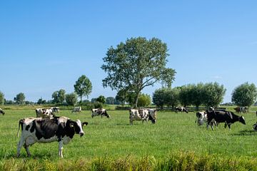 Nederlands landschap met een kudde grazende koeien van Robin Verhoef