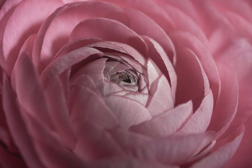 Une renoncule rose tendre s'ouvre par Marjolijn van den Berg