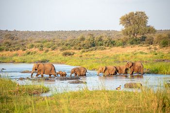 Hold on, elephant herd crosses river