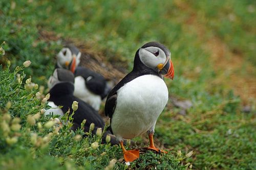 Papegaaiduikers op het eiland Skellig Michael in Ierland