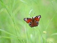 Le papillon paon
