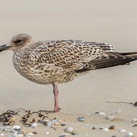 Junge Möwe am Strand von Texel von Jasper Suijten