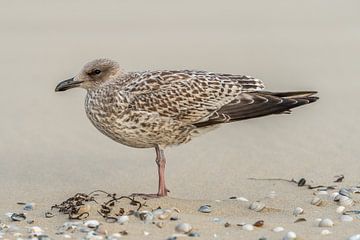 Jonge zeemeeuw op het strand van Texel van Jasper Suijten