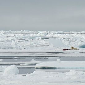 Eisbär in seiner natürlichen Umgebung von Senne Koetsier