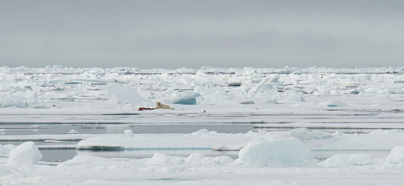 Eisbär in seiner natürlichen Umgebung von Senne Koetsier