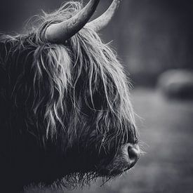 Scottish highlander close-up black and white in the Dutch countryside by Maarten Oerlemans