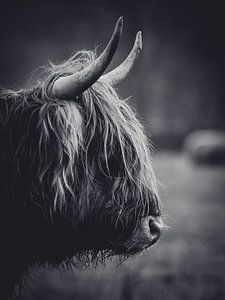 Schotse hooglander close-up zwart wit in de Nederlandse natuur