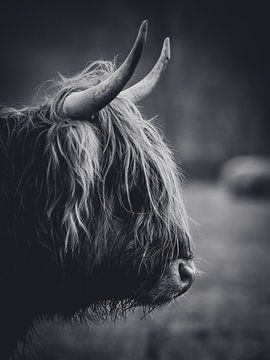 Schotse hooglander close-up zwart wit in de Nederlandse natuur van Maarten Oerlemans