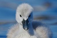 Donzy.nl - Young swan - Portrait