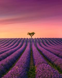 Sonnenuntergang in der Provence, Lavendelfeld in Valensole und ein einsamer Baum