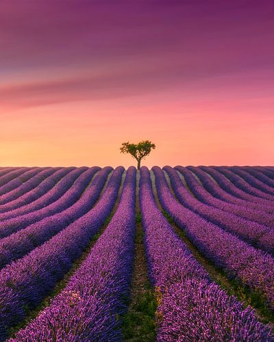 Zonsondergang in de Provence, lavendelveld van Valensole en een eenzame boom