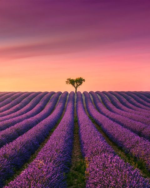 Zonsondergang in de Provence, lavendelveld van Valensole en een eenzame boom van Stefano Orazzini