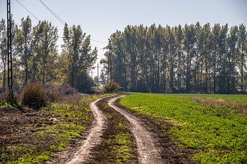 Wandelendoor de weilanden van Tiszaszentimre