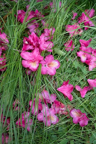 Pink rhododendron flowers and blades of grass