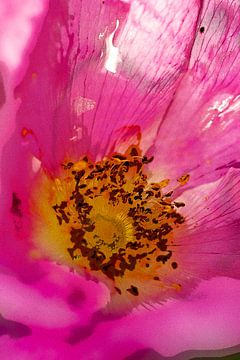 Schilderachtige bloem van rozenbottel. van Alie Ekkelenkamp