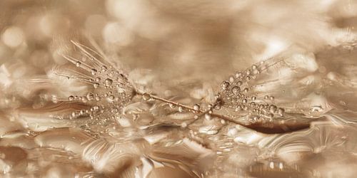 Panorama van de verloren pluisjes