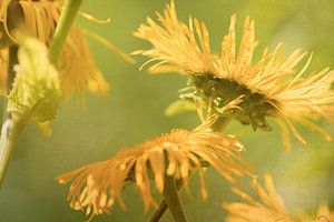 Sonnenblume