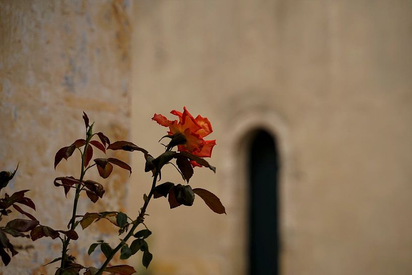 The simple beauty of depth of focus by Roebie's-Fotografie
