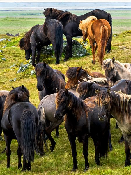 Icelandic horses - free and powerful in the rugged landscape by Paysages urbains - Rick Van der Poorten Photography
