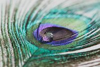 Goutte sur une plume de paon