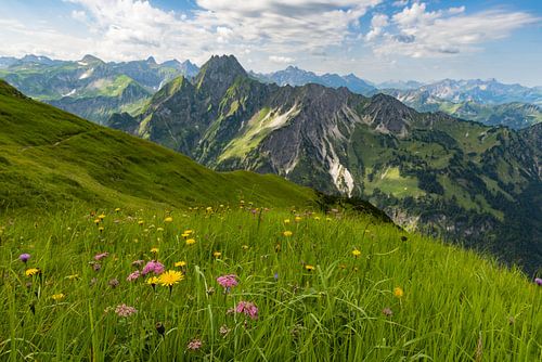 Bergbloemen en Höfats