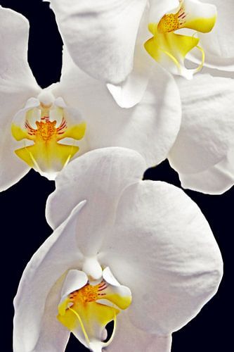 weissen Schmetterlingsorchideen