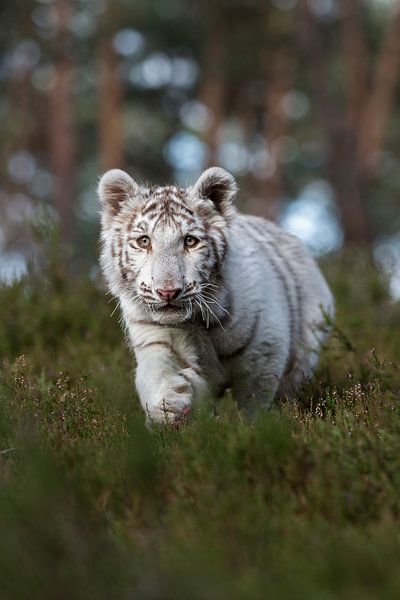Tigre / tigre royal ( Panthera tigris ) dans le sous-bois d'une forêt. par wunderbare Erde