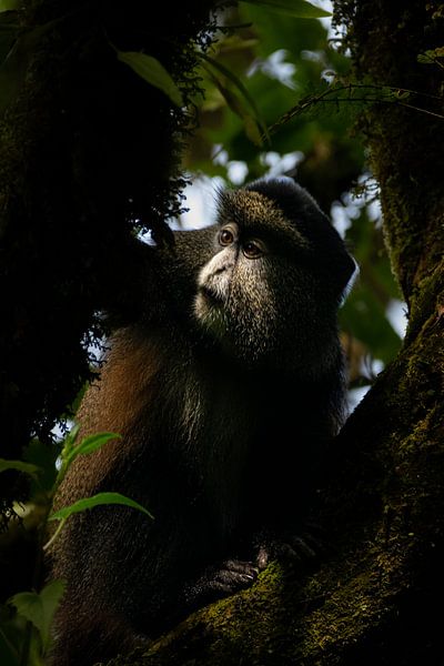 Golden Monkeys of Mgahinga - Gold among greenery by Rick Massar