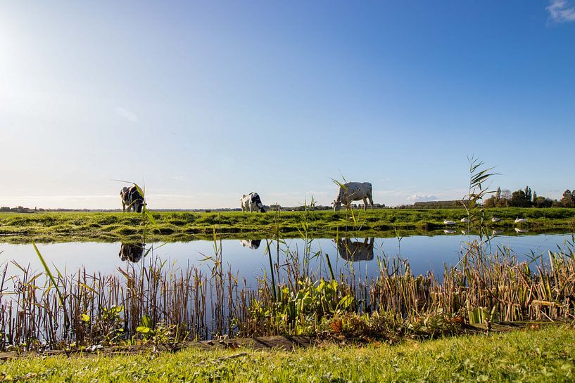 Nederlands landschap weiland van Déwy de Wit