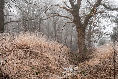 Wolfhezerheide part 102