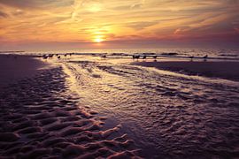 meeuwen op het strand bij Domburg ( zonsondergang)  von Els Fonteine